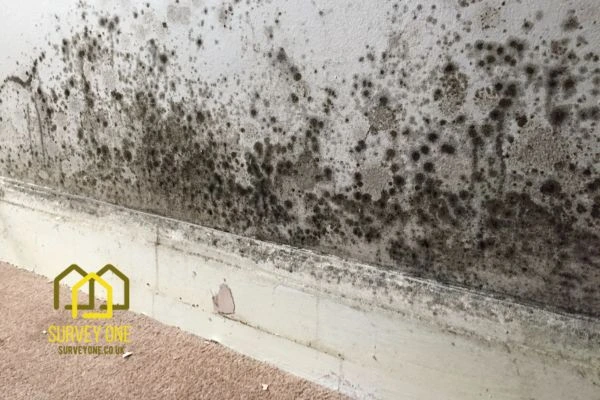 What’s the First Step to Take When You Notice Damp on a Party Wall Kingswood & Fishponds?
